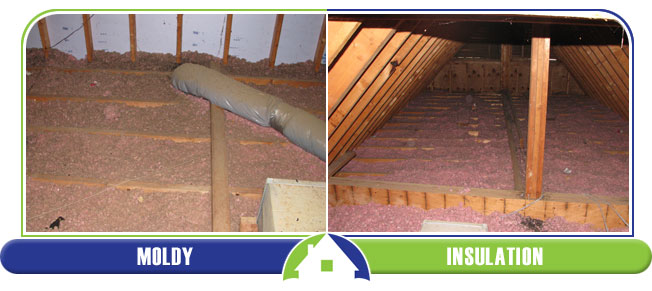 Moldy Insulation
