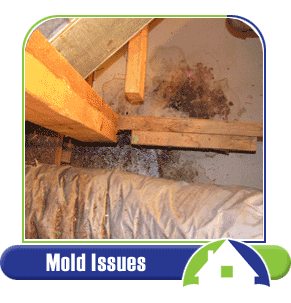 Mold Issues